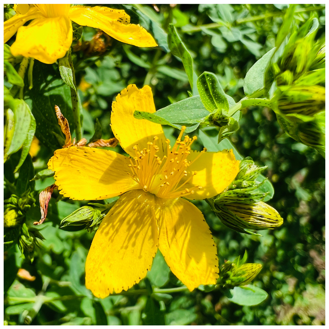 Johanniskraut – Hypericum perforatum