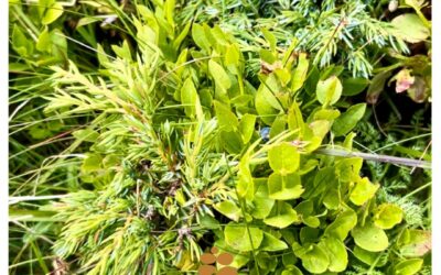 Wacholder – Juniperus communis