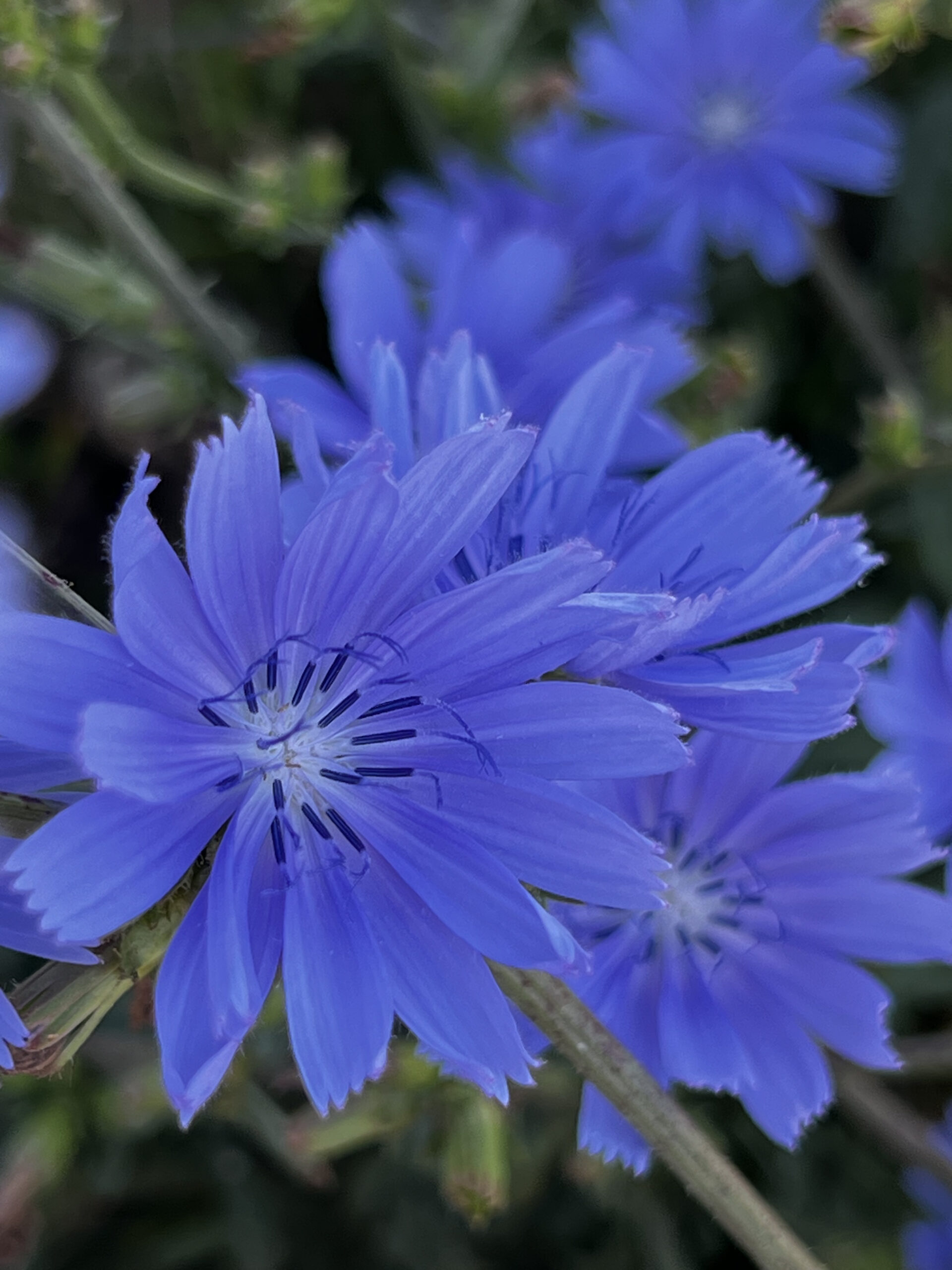 Wegwarte – Cichorium intybus